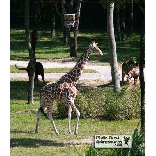 Animal Kingdom Lodge Giraffe